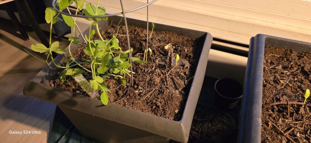 Cucumber sprouts in a potted plant share by a pre-sprouted snap pea plant.