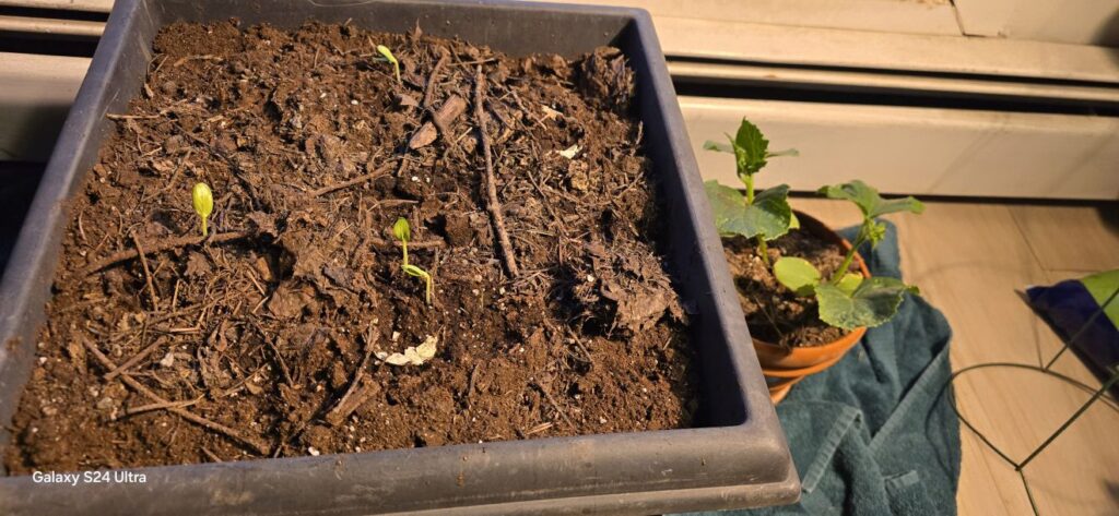 Cucumber sprouts next to a pre-grown cucumber plant in indoors pots.
