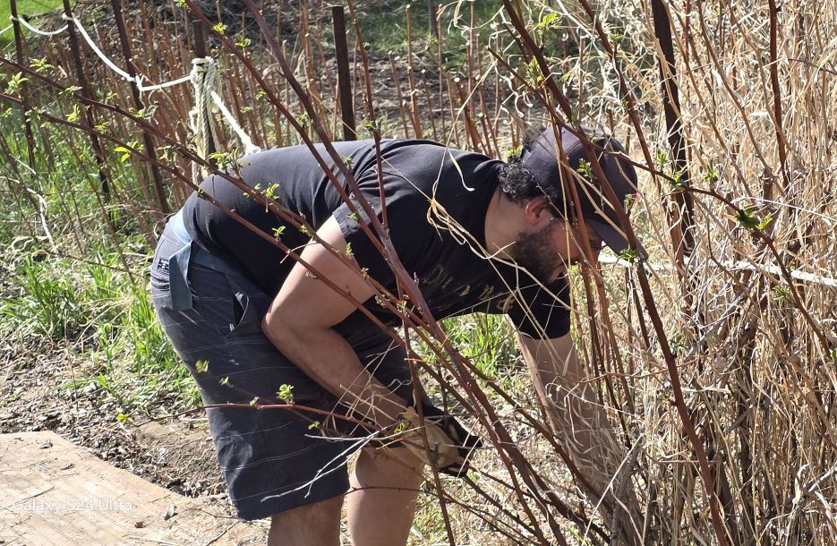 A wild dad appears, tending the land, getting all the raspberry scratches.