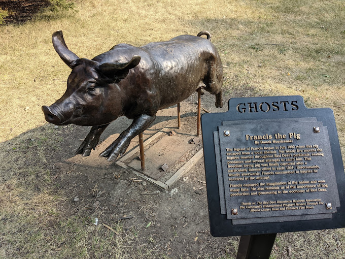A statue and plaque of historically famous Francis The Pig from Red Deer