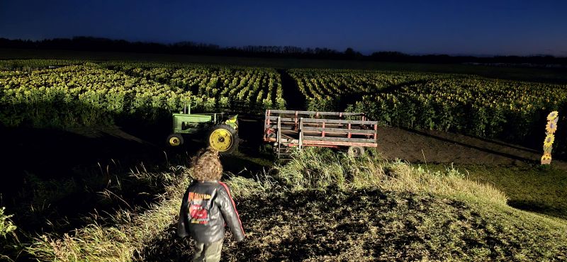 A field of sunflowers at a corn maze in Alberta after dusk viewed from a hilltop with a toddler looking on.